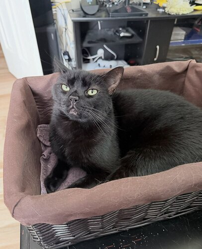 catt