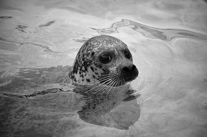 Seal.jpg.71926fcdabc16697efef154af4875cb1.jpg