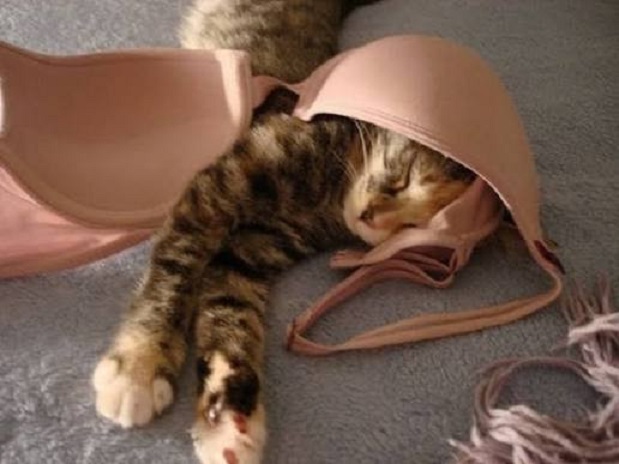 1_Котик