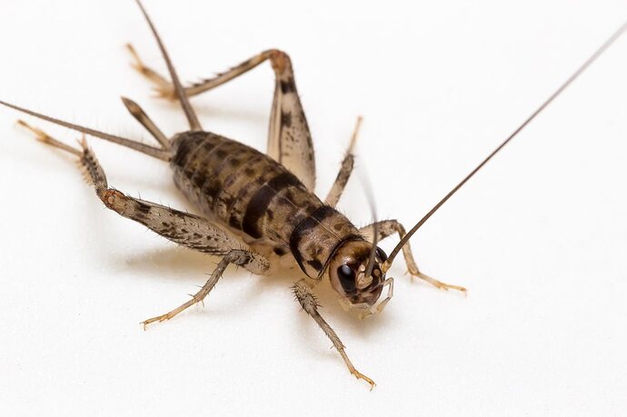 cricket.jpg.82b11dae870dbfd14019f57bbf8843c5.jpg