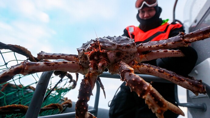 crab.jpeg.ff8daa6aea5141cc11522b25382f4a16.jpeg