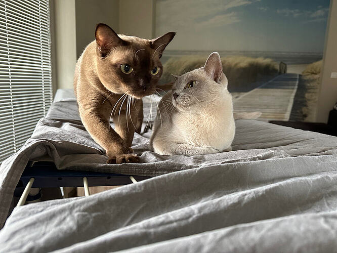 Burmese Queens